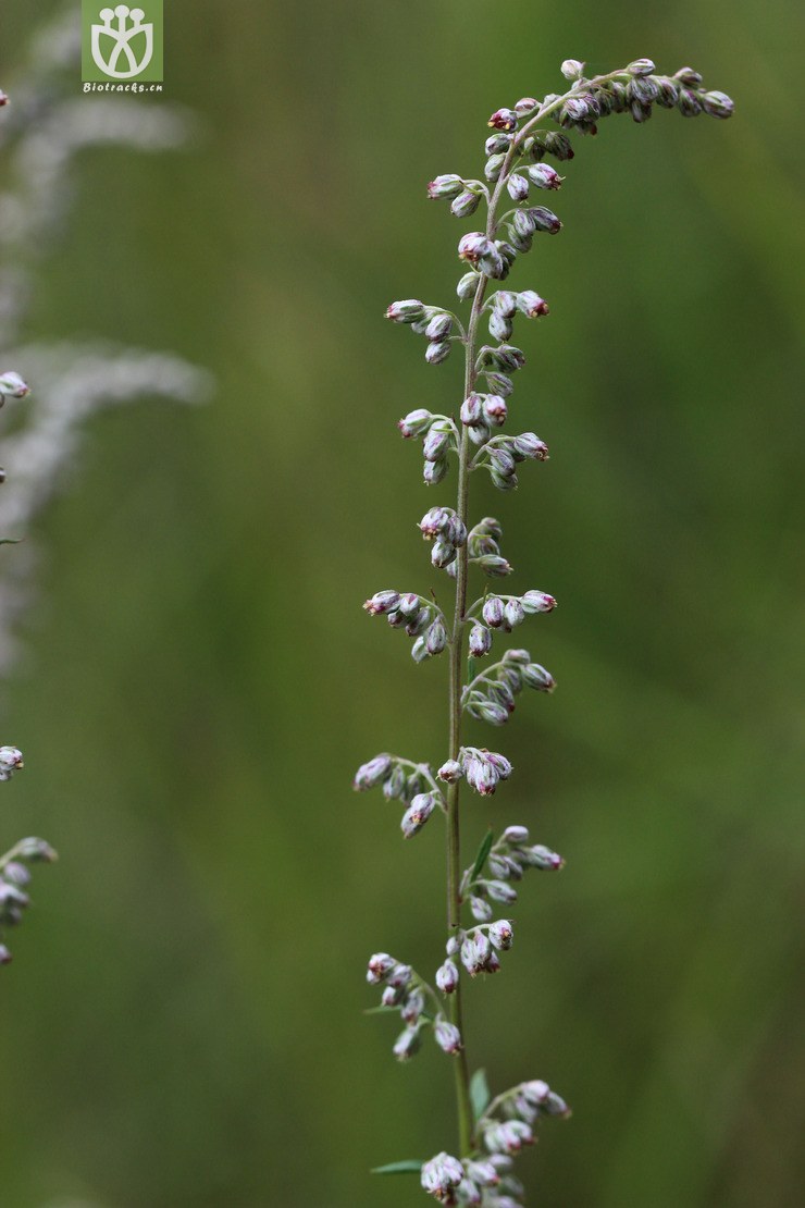 蒙古蒿(artemisia mongolica) (24).jpg 相邻时间拍摄的照片      张