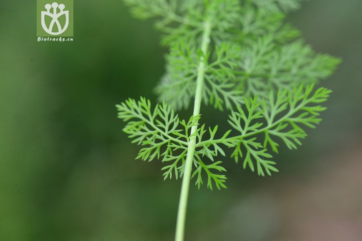 田葛缕子(carum buriaticum) (19).jpg 相邻时间拍摄的照片      张