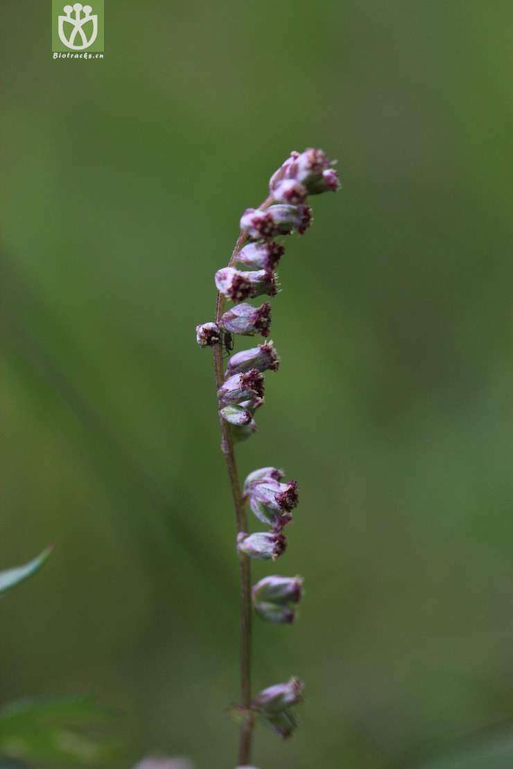 蒙古蒿(artemisia mongolica) (14).jpg 相邻时间拍摄的照片      张