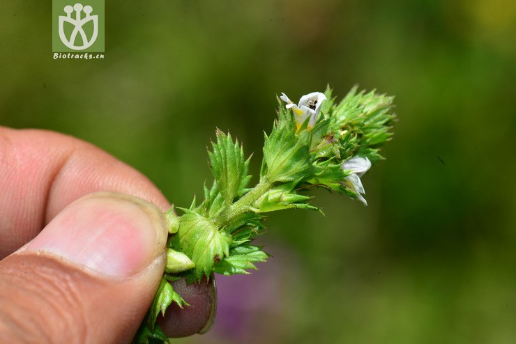小米草(euphrasia pectinata) (10).jpg 相邻时间拍摄的照片      张