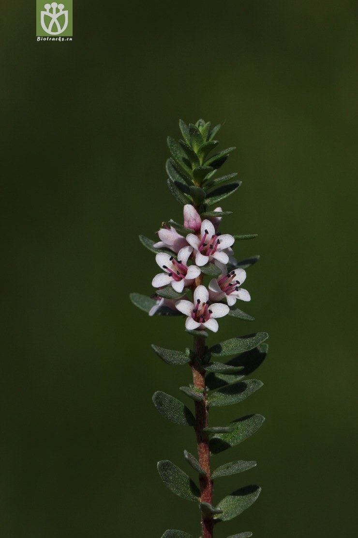 图片信息-kingdonia-植物云数据