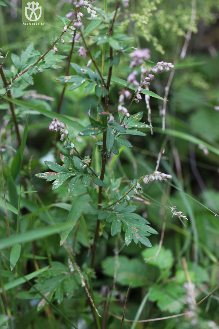 图片信息-kingdonia-植物云数据