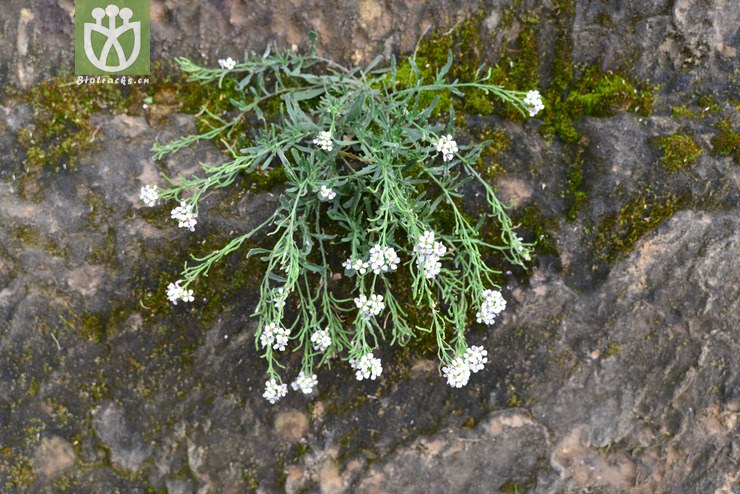 100% 蚓果芥(neotorularia humilis) (0).