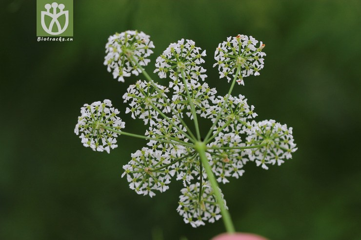 迷果芹(sphallerocarpus gracilis) (5).