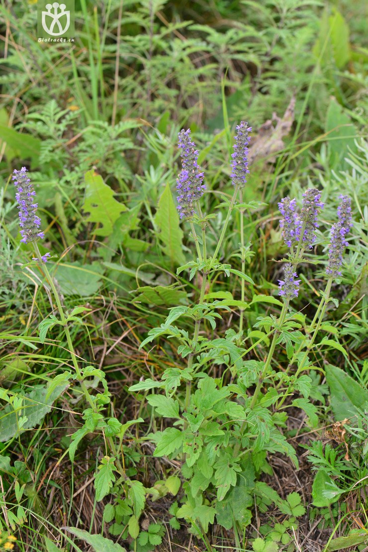 多裂叶荆芥(nepeta multifida) (11).jpg 相邻时间拍摄的照片    31张