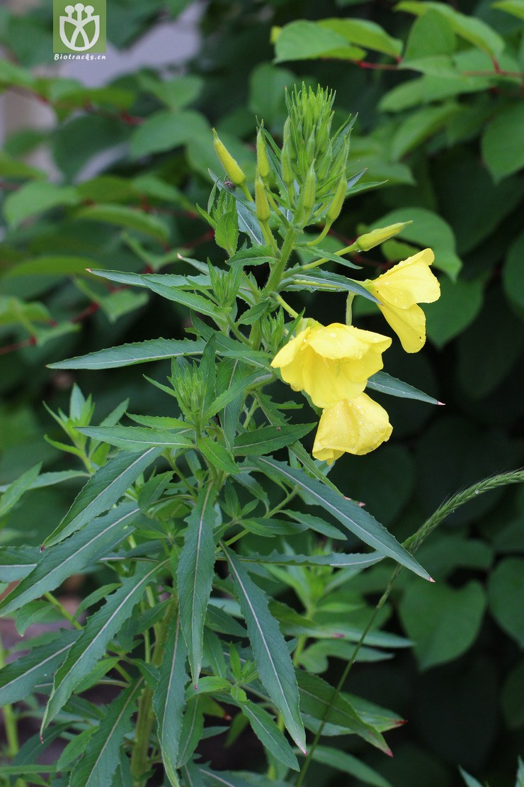黄花月见草(oenothera glazioviana) (1).