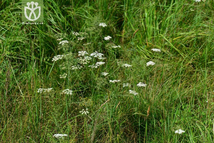 田葛缕子(carum buriaticum(33.jpg 相邻时间拍摄的照片 31张