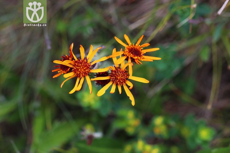 红轮狗舌草(tephroseris flammea) (4).