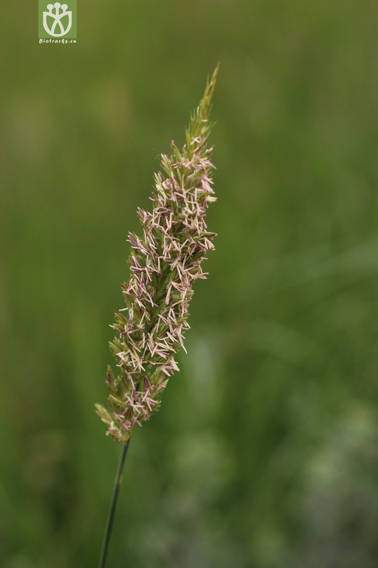 45% 赖草(leymus secalinus) (8).jpg