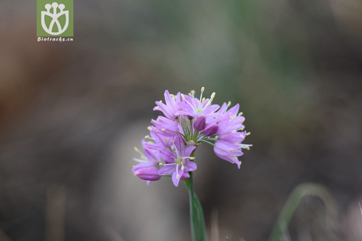 蒙古韭(allium mongolicum) (2).jpg 相邻时间拍摄的照片      张