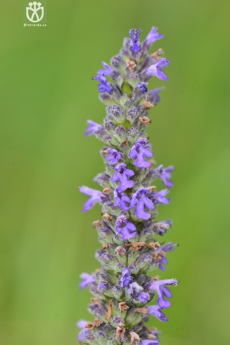 多裂叶荆芥(nepeta multifida) (8).jpg 相邻时间拍摄的照片      张