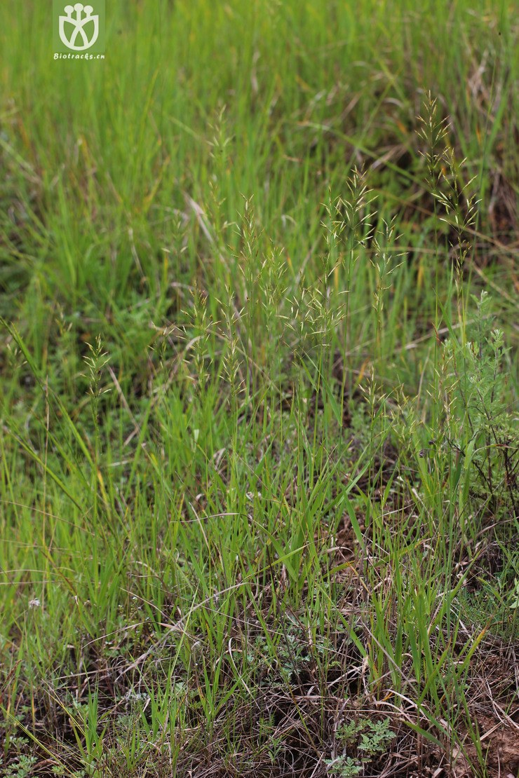 无芒雀麦(bromus inermis) (12).jpg 相邻时间拍摄的照片     张