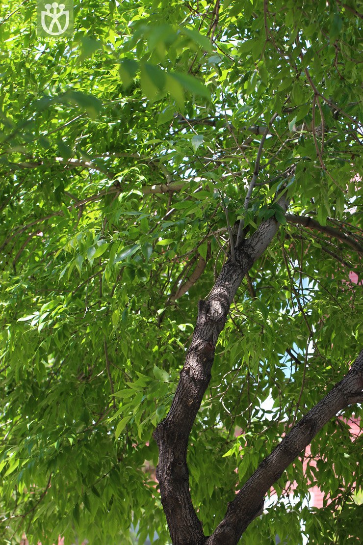 胡桃(juglans regia) (1).jpg 相邻时间拍摄的照片      张