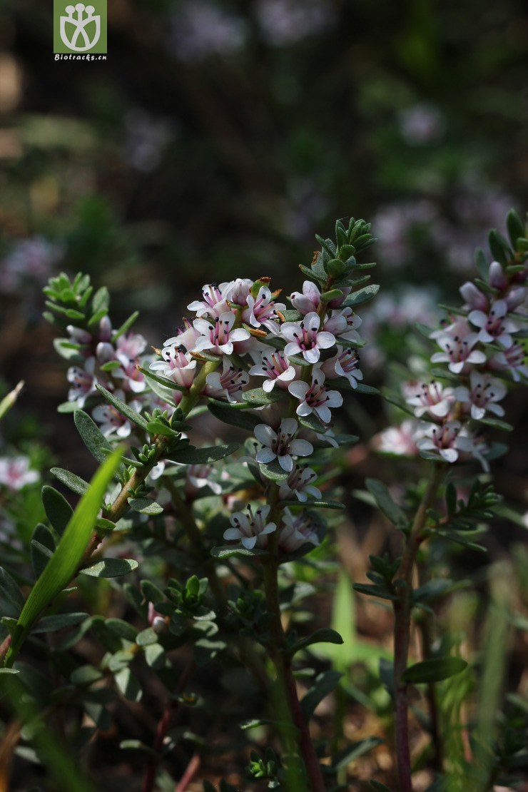 海乳草(glaux maritima) (2).jpg