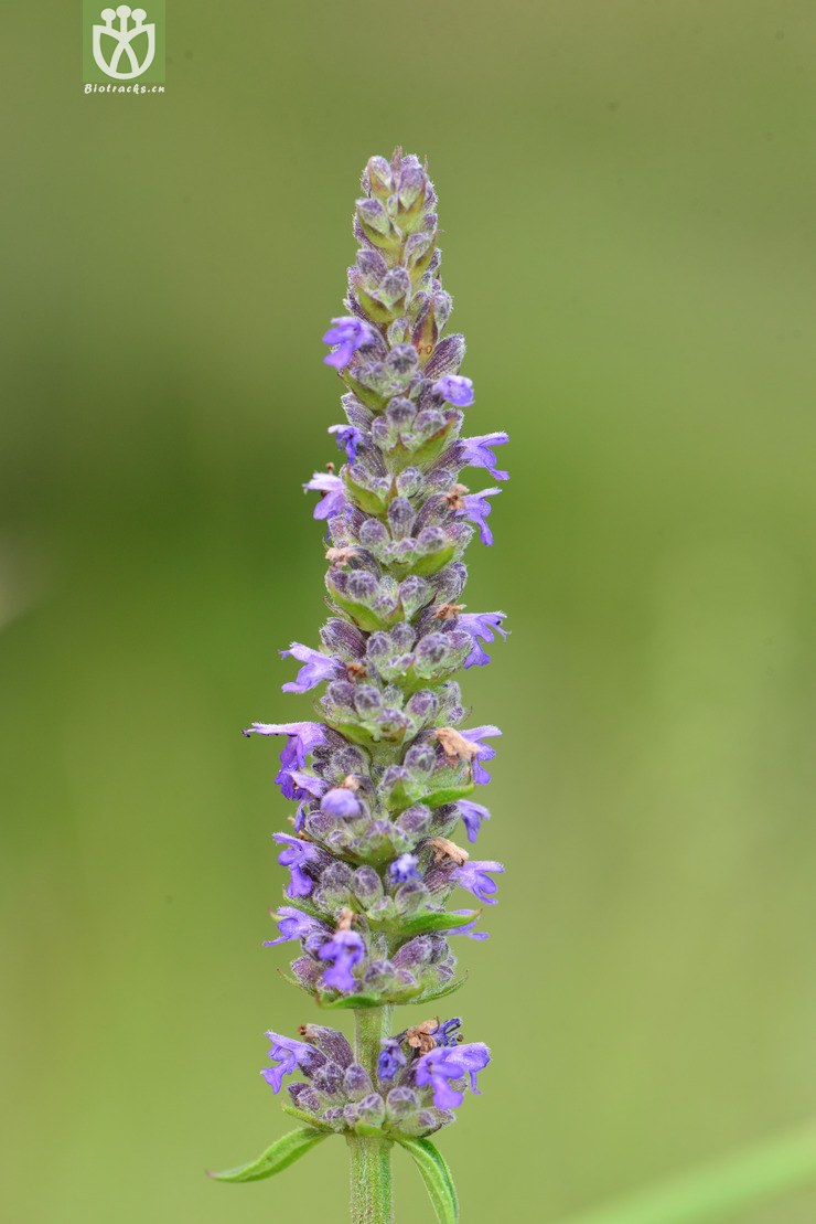 多裂叶荆芥(nepeta multifida(6.jpg 相邻时间拍摄的照片 张