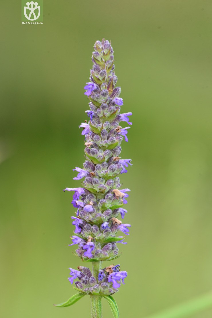 多裂叶荆芥(nepeta multifida) (6)jpg 相邻时间拍摄的照片      张