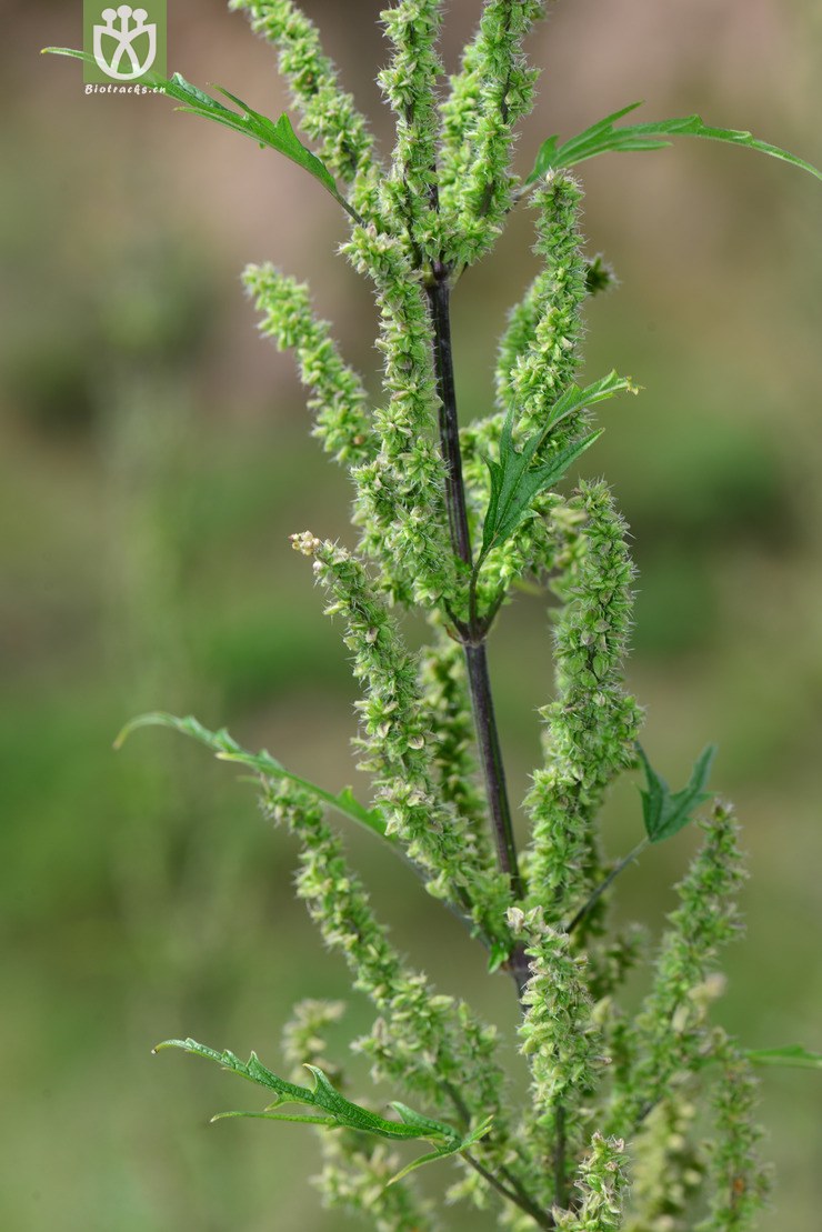 麻叶荨麻(urtica cannabina) (1)jpg 相邻时间拍摄的照片      张