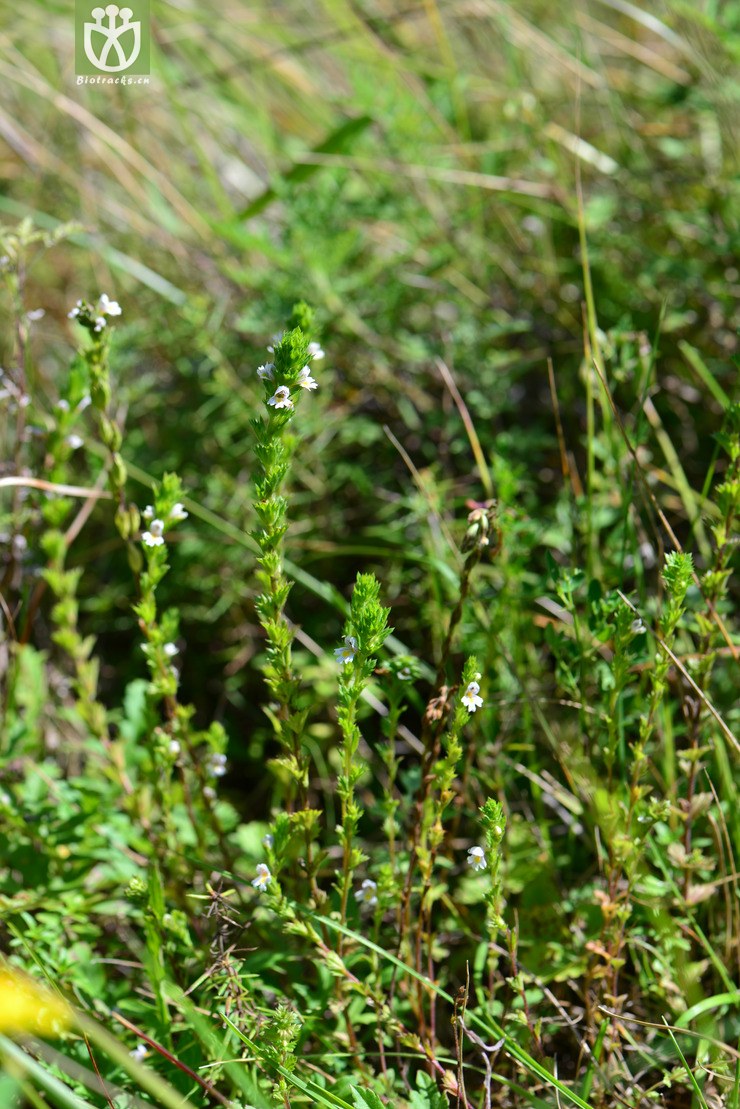 小米草(euphrasia pectinata) (11).jpg 相邻时间拍摄的照片      张