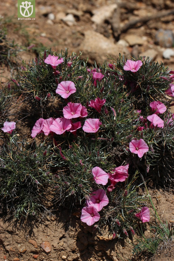 图片信息-kingdonia-植物云数据
