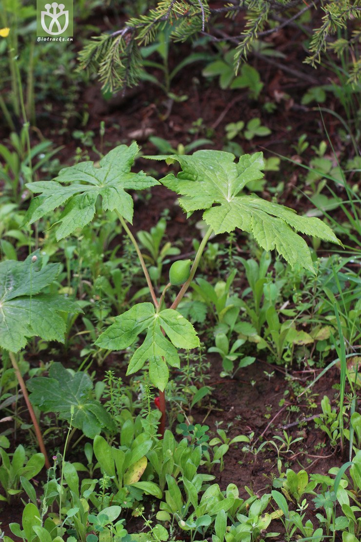 桃儿七(sinopodophyllum hexandrum(7.