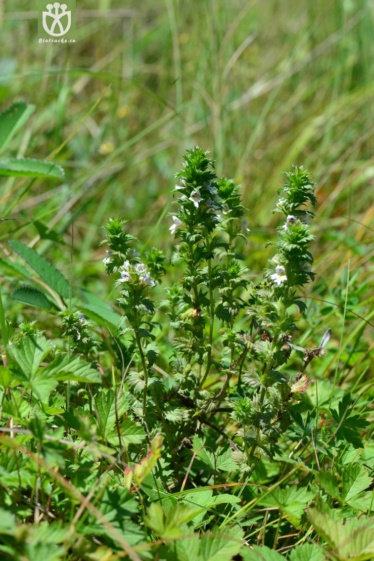 小米草(euphrasia pectinata) (12).jpg 相邻时间拍摄的照片      张
