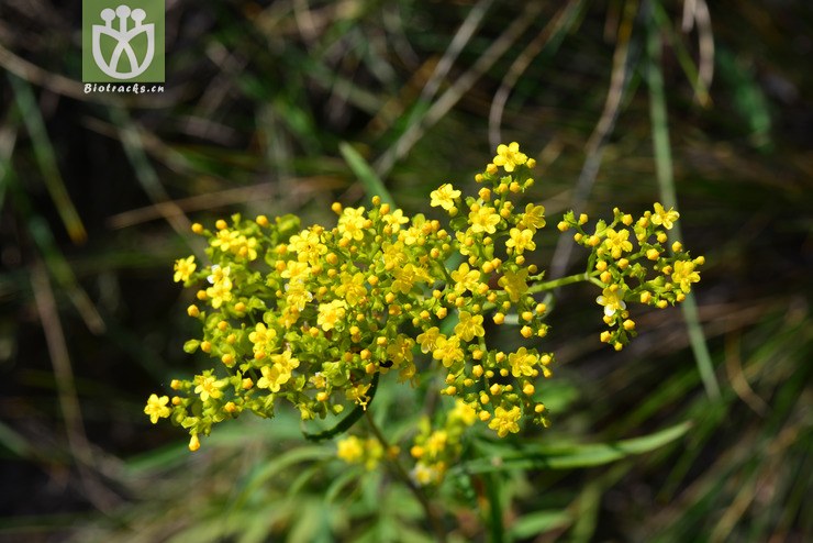 岩败酱(patrinia rupestris) (2).jpg 相邻时间拍摄的照片    31张