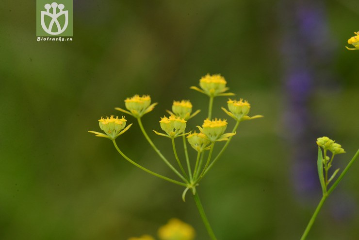 柴胡属(bupleurum) (3).jpg 相邻时间拍摄的照片      张