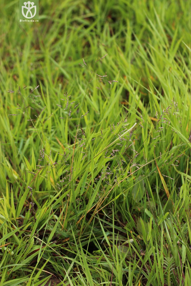 45% 热河碱茅(puccinellia jeholensis) (6).