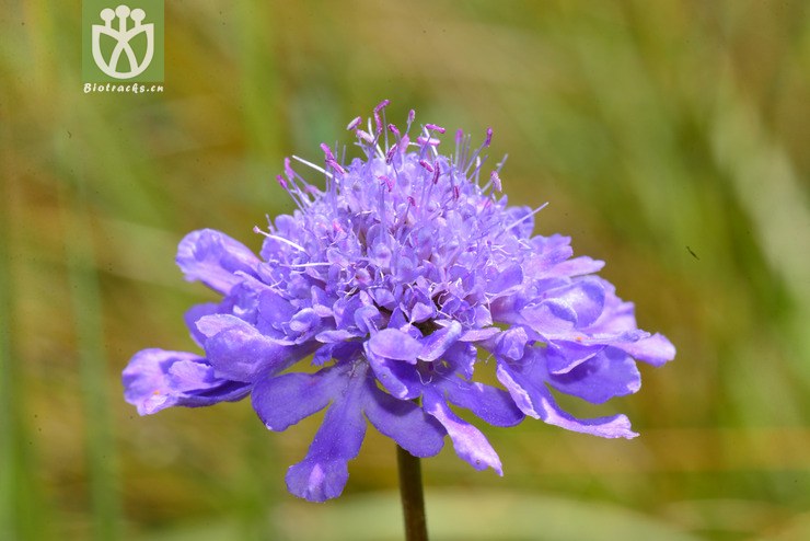 蓝盆花(scabiosa comosa) (1)jpg 相邻时间拍摄的照片      张