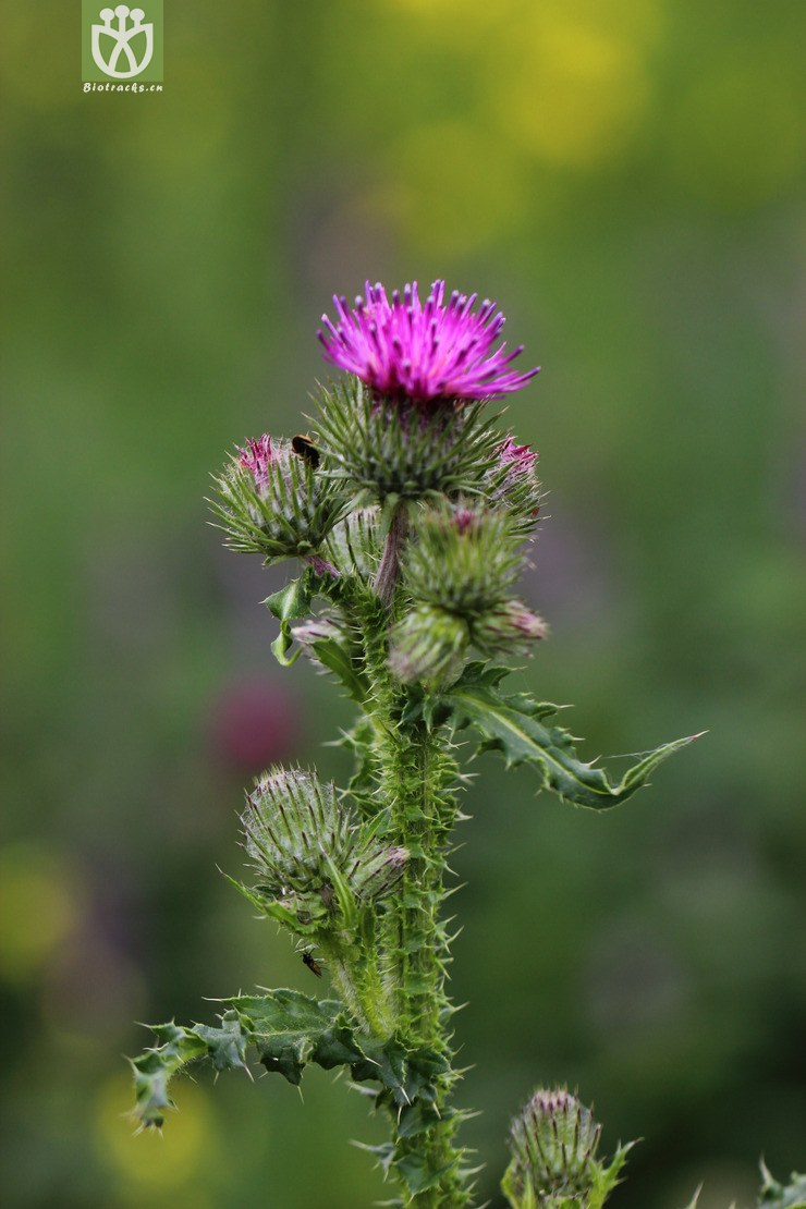 节毛飞廉(carduus acanthoides(2.jpg 相邻时间拍摄的照片 张