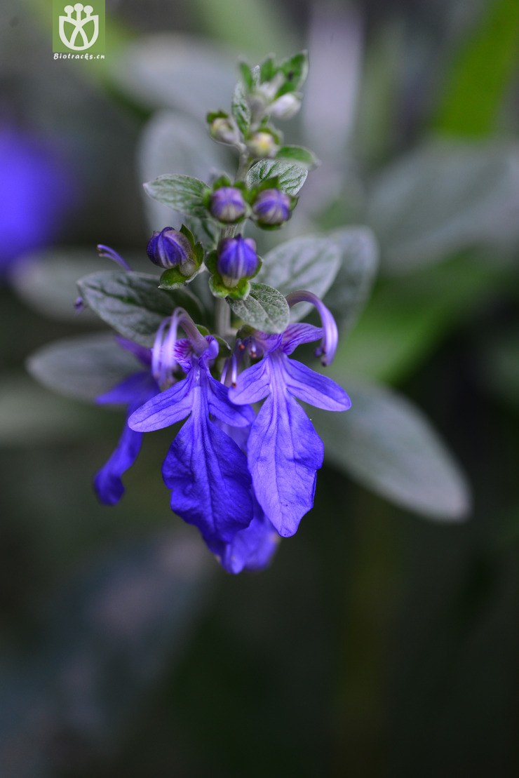 45% 银石蚕(teucrium fruticans) (2).