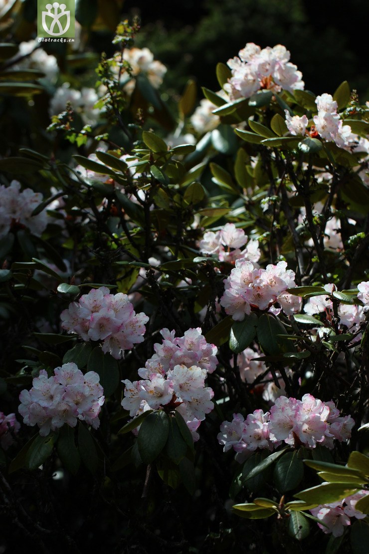金背杜鹃(rhododendron clementinae subsp. aureodorsale) (5).jpg