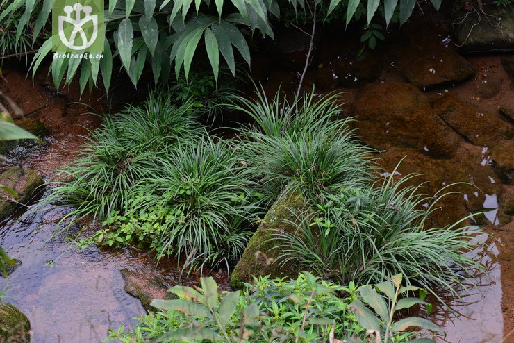 石菖蒲(acorus tatarinowii) (10).jpg 相邻时间拍摄的照片     张