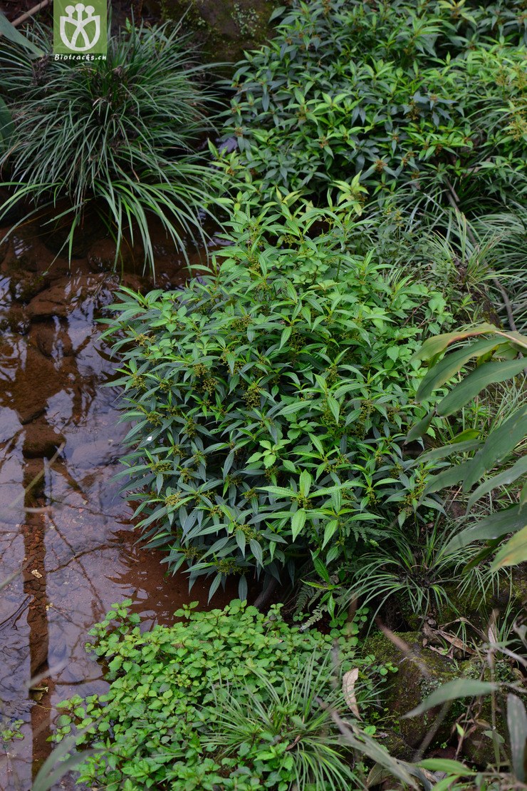 透茎冷水花(pilea pumila) (3).jpg 相邻时间拍摄的照片      张