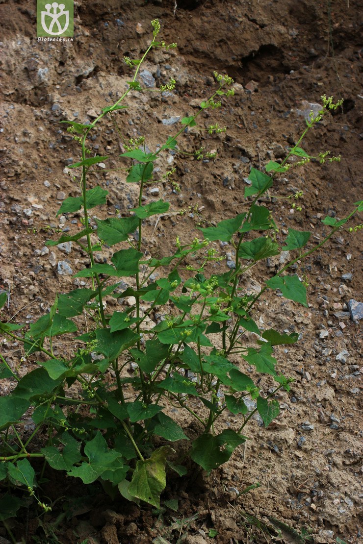 苦荞麦(fagopyrum tataricum) (2).jpg 相邻时间拍摄的照片      张