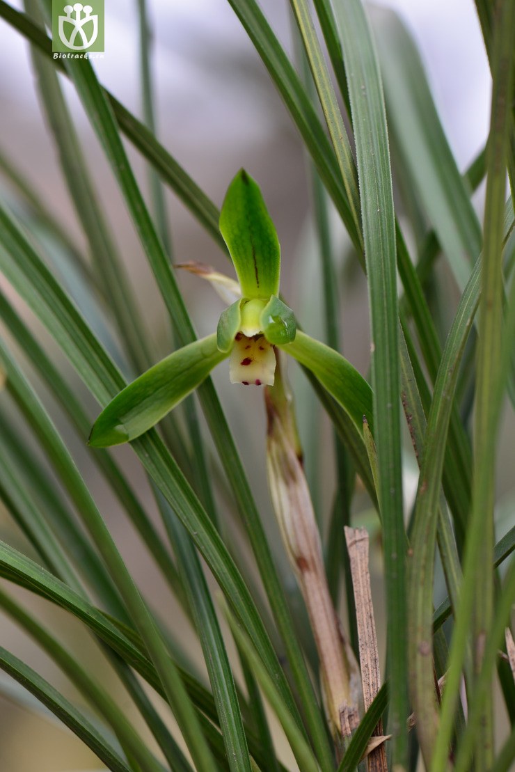 豆瓣兰(cymbidium serratum) (5).jpg 相邻时间拍摄的照片     张