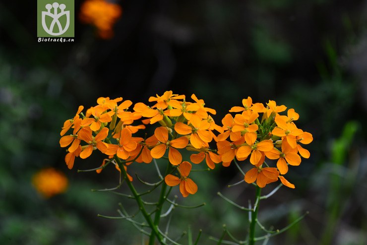 糖芥(erysimum bungei) (5).jpg 相邻时间拍摄的照片      张