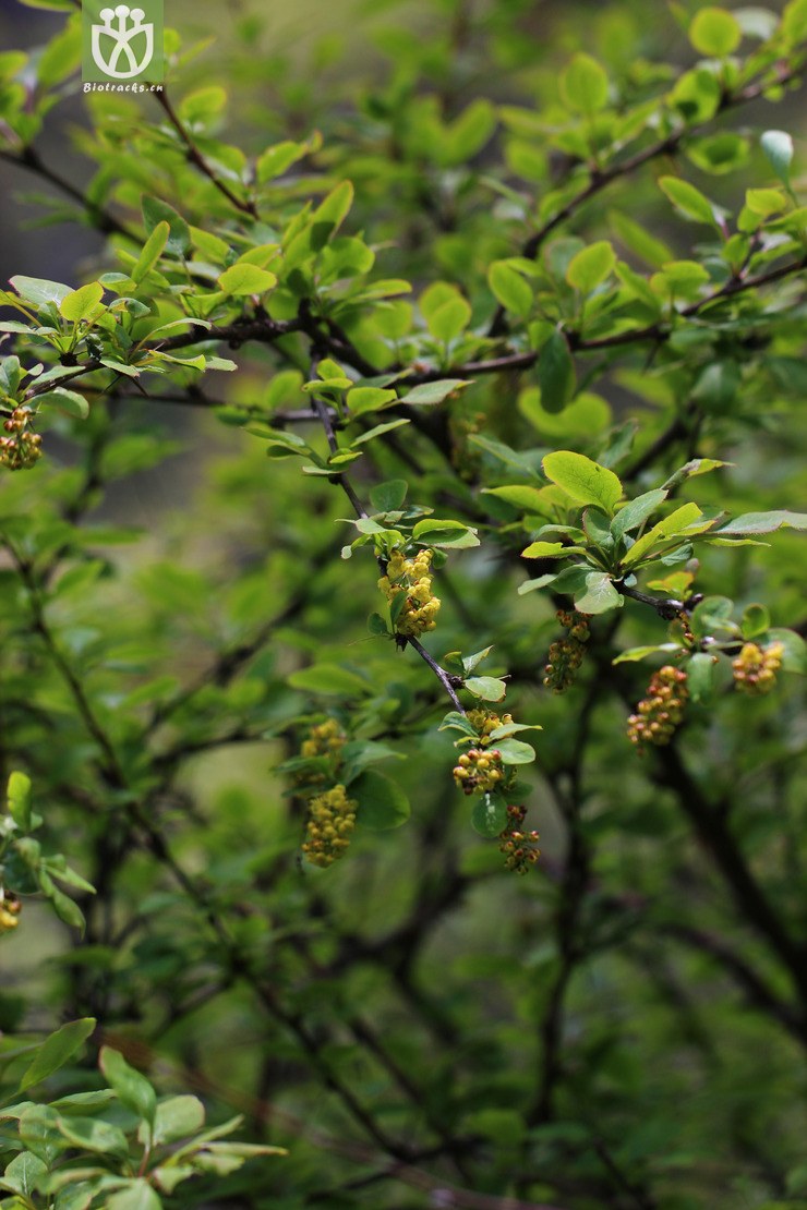 图片信息-kingdonia-植物云数据