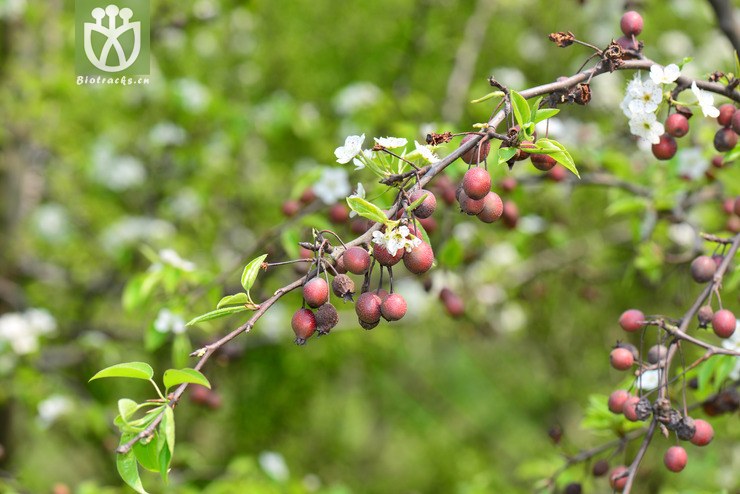 豆梨(pyrus calleryana) (1).jpg 相邻时间拍摄的照片      张