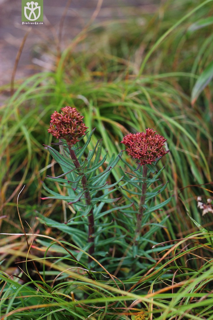 狭叶红景天(rhodiola kirilowii) (1).