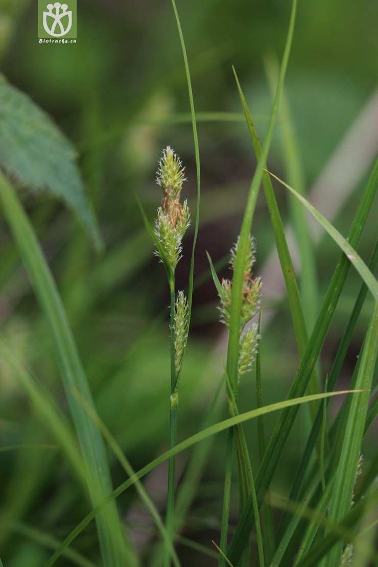 45% 团穗薹草(carex agglomerata) (5).