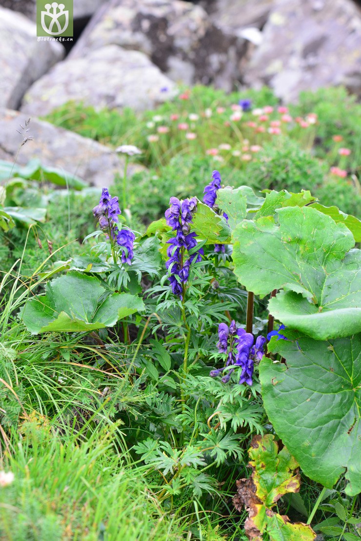 华北乌头(aconitum jeholense var. angustius) (9).