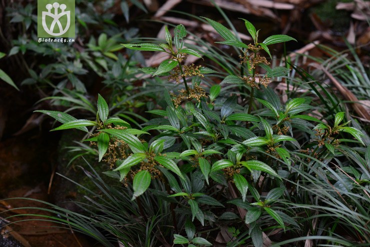 透茎冷水花(pilea pumila) (0).jpg 相邻时间拍摄的照片      张