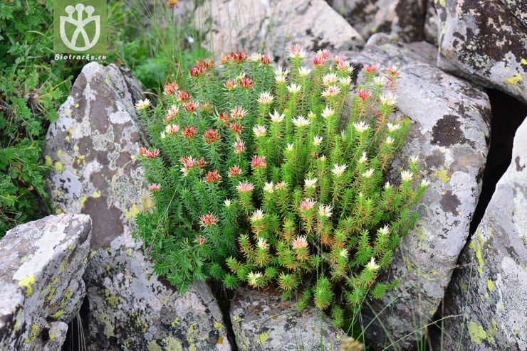 小丛红景天(rhodiola dumulosa) (6).jpg 相邻时间拍摄的照片    31张