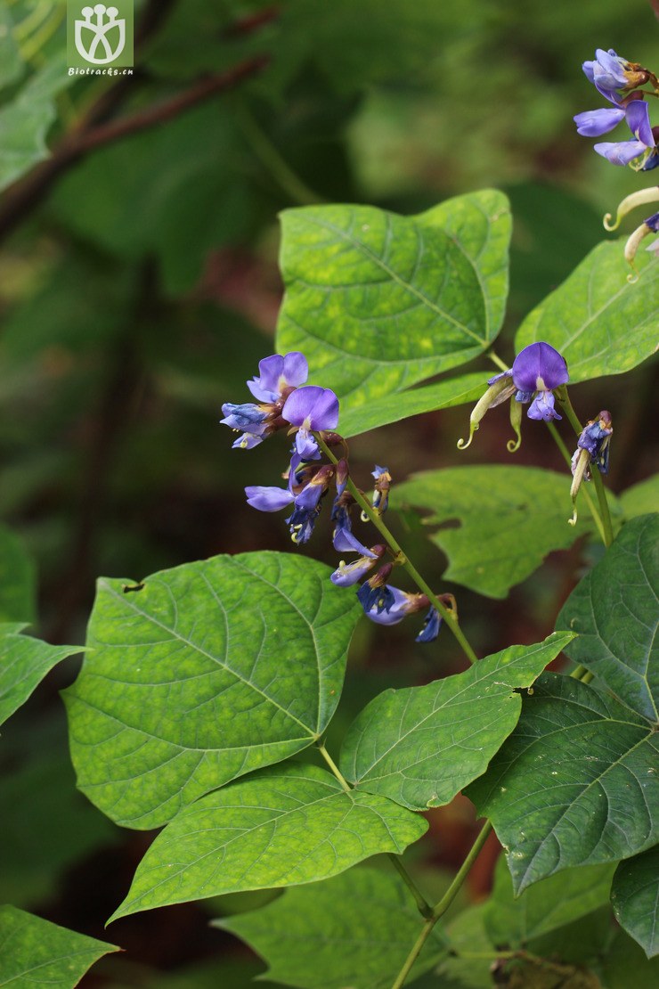 豆薯(pachyrhizus erosus) (0).jpg 相邻时间拍摄的照片      张