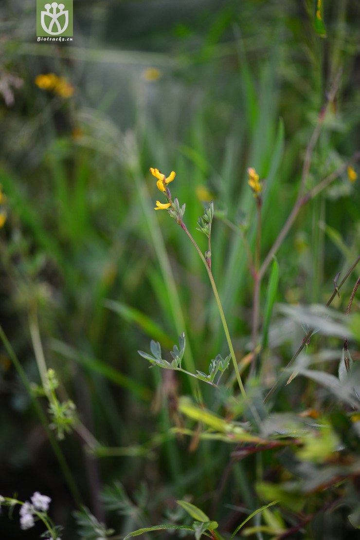 小黄紫堇(corydalis raddeana) (1).jpg 相邻时间拍摄的照片      张