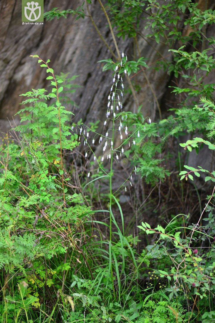 細葉沙參(adenophora capillaria subsp. paniculata) (19).