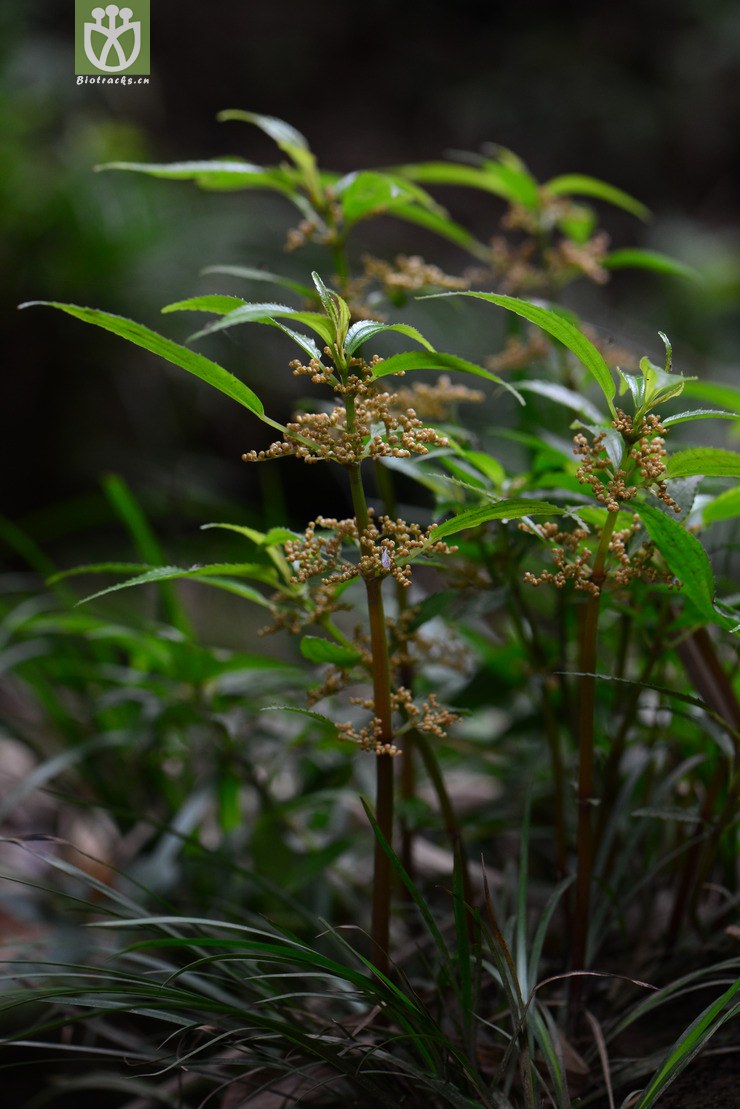 透茎冷水花(pilea pumila) (1).jpg 相邻时间拍摄的照片      张