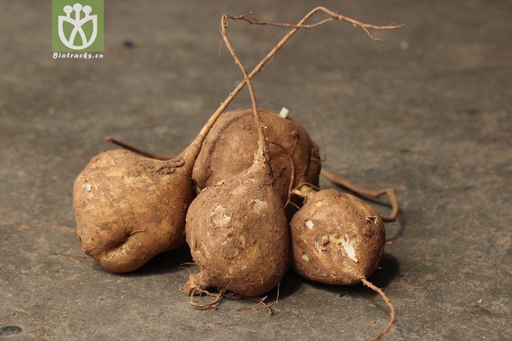 豆薯(pachyrhizus erosus) (1).jpg