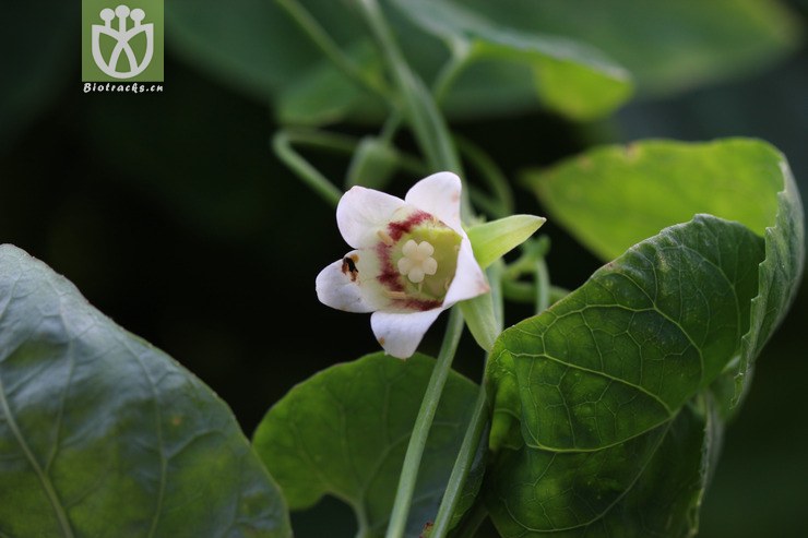 金钱豹(campanumoea javanica subsp. japonica) (4).